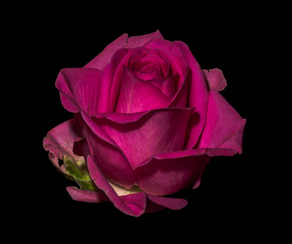 Still life color macro of a single isolated purple red rose blossom with detailed texture on black background