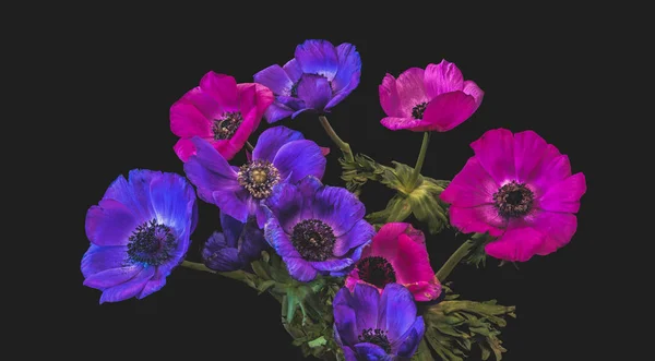 Fine Art Stillleben Florales Makro Eines Straußes Bündel Rosa Und — Stockfoto