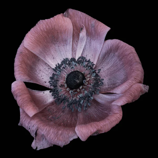 Λεπτή Τέχνη Νεκρή Floral Μακροεντολή Από Ένα Ενιαίο Απομονωμένες Ορθάνοιχτη — Φωτογραφία Αρχείου