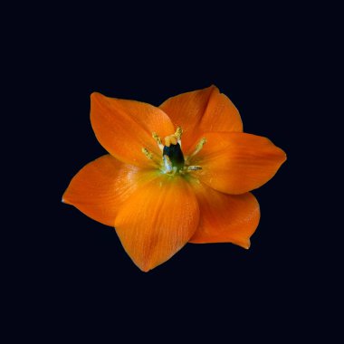 Fine art still life colorful floral macro of a single isolated orange Star-of-Bethlehem / ornithogalum flower blossom on dark blue background with detailed texture  clipart