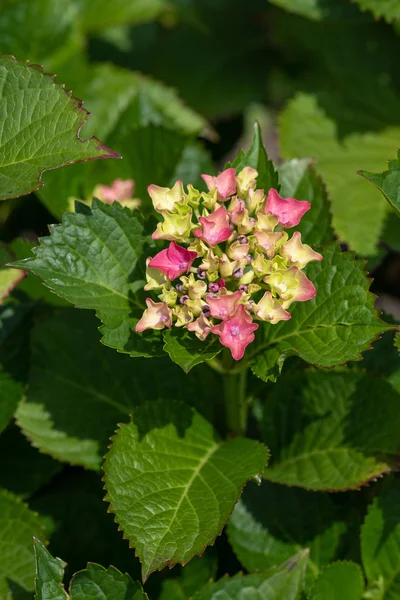 Color outdoor floral color image of young blooming red pink  hydrangea blossoms and leaves on natural green background