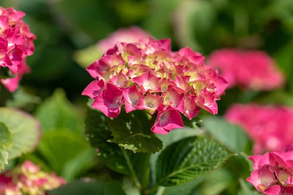 Color outdoor floral color image of young blooming red pink  hydrangea blossoms and leaves on natural green background