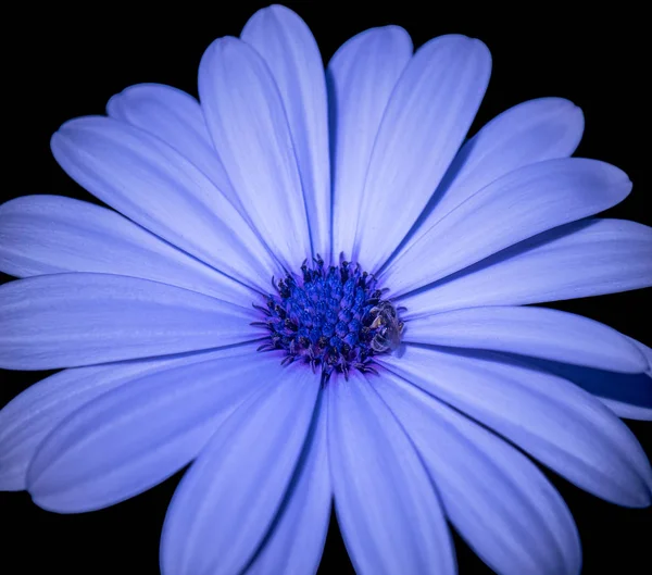 Kolor Obrazu Makro Szeroko Otwarte Niebieski Kwitnący Cape Daisy Małgorzata — Zdjęcie stockowe