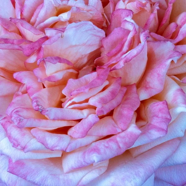 Beaux Arts Nature Morte Couleur Macro Fleur Photographie Blanc Rose — Photo
