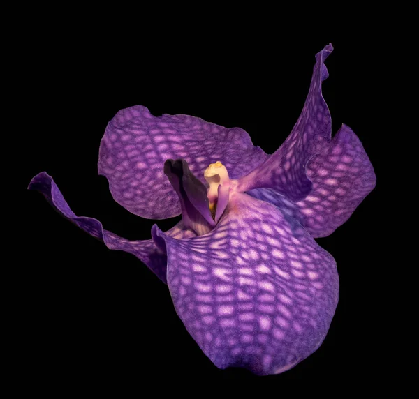 Fine Art Stilleben Blommig Makro Färgbild Enda Isolerad Röd Violett — Stockfoto