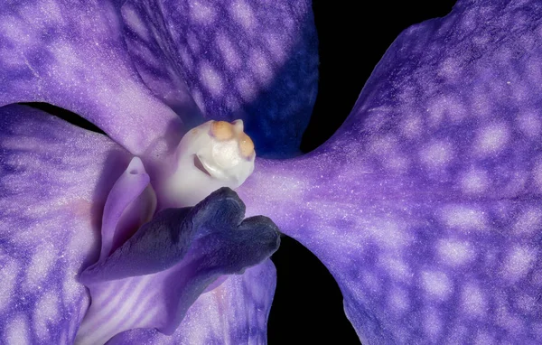 Λεπτή Τέχνη Νεκρή Μακροεντολή Floral Έγχρωμη Εικόνα Από Εσωτερικό Του — Φωτογραφία Αρχείου