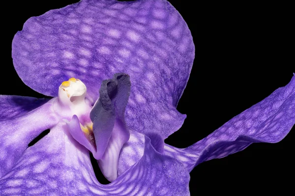 Fine Art Stilleben Blommig Makro Färgbild Inre Enda Isolerad Violett — Stockfoto