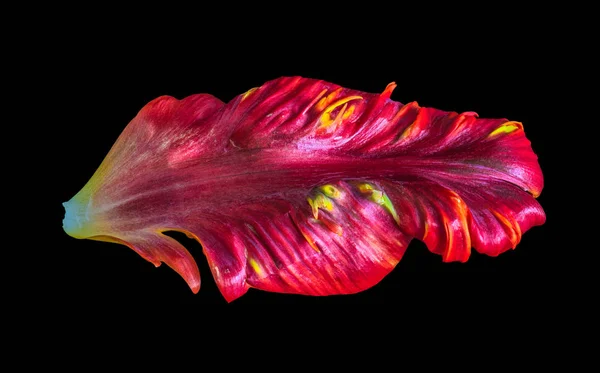 Bright colorful macro photography of  one single isolated petal of a yellow red parrot tulip blossom in pop-art colors on black background