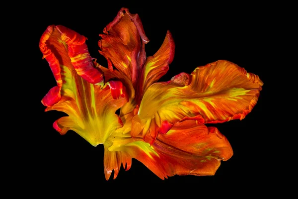 Luminosa Fotografia Macro Colorata Una Serie Petali Tulipano Rosso Pappagallo — Foto Stock