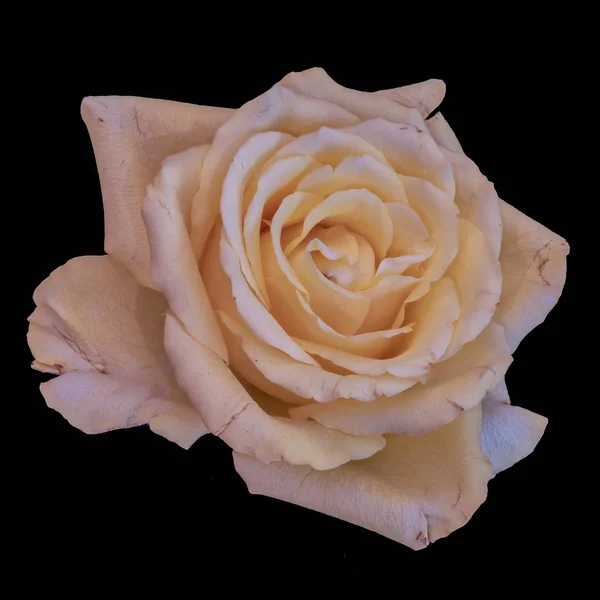 Still Life Color Macro Single Isolated Light Yellow Rose Blossom — Stock Photo, Image