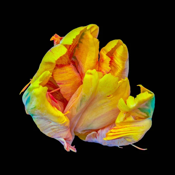 Still life bright colorful macro of a single isolated parrot tulip blossom in surrealistic/fantastic realism style with pop-art rainbow colors on black background