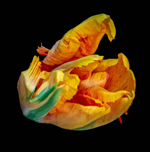 Still life bright colorful macro of a single isolated parrot tulip blossom in surrealistic/fantastic realism style with pop-art rainbow colors on black background