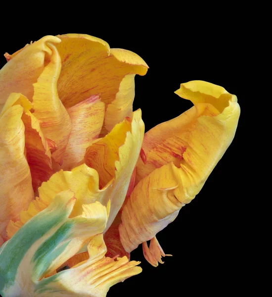 Natureza Morta Macro Colorido Brilhante Pétalas Uma Única Flor Tulipa — Fotografia de Stock