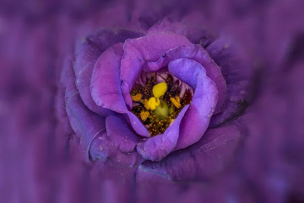 Fine Art Stillleben Farb Makro Eines Inneren Herzens Eines Violettblauen — Stockfoto