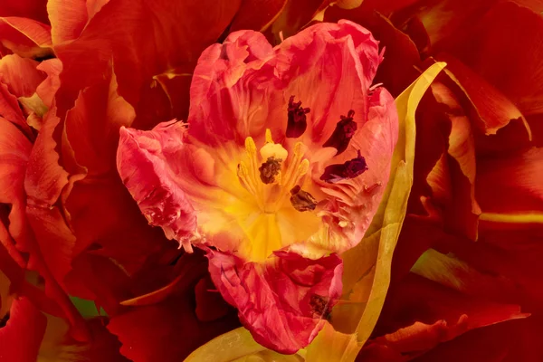 Bir Tek Izole Geniş Açık Kırmızı Sarı Lale Çiçeği Gerçeküstü — Stok fotoğraf