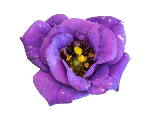 Fine Art Stillleben Farb Makro Eines Einzelnen Isolierten Violettblauen Lisianthus — Stockfoto