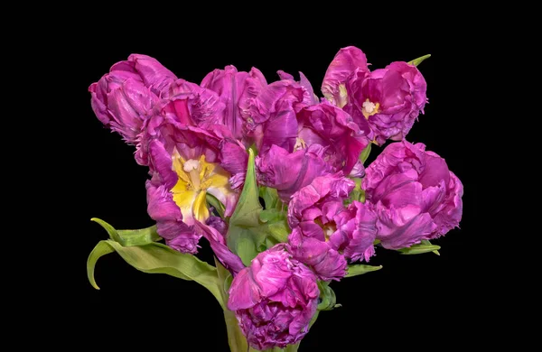 Belle Nature Morte Colorate Macro Mazzo Mazzo Fiori Tulipano Giallo — Foto Stock