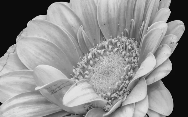 Florale Kunst Stilleven Gedetailleerde Monochroom Hoge Belangrijke Macro Van Een — Stockfoto