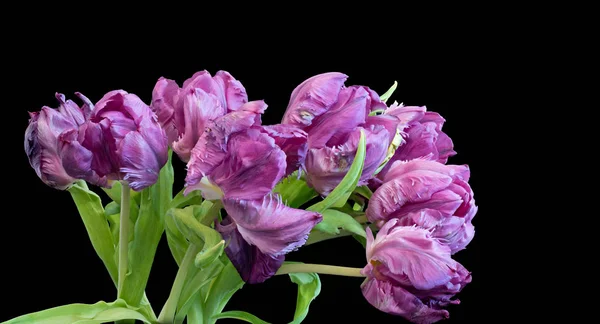 Fine Art Stillleben Farbenfrohes Makro Eines Straußes Strauß Violetter Papageientulpenblüten — Stockfoto