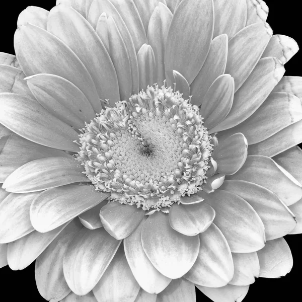 Florale Kunst Stilleven Gedetailleerde Monochroom Hoge Belangrijke Macro Van Een — Stockfoto