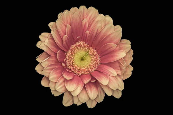 Floral Fine Art Nature Morte Détaillée Couleur Pastel Macro Seul — Photo