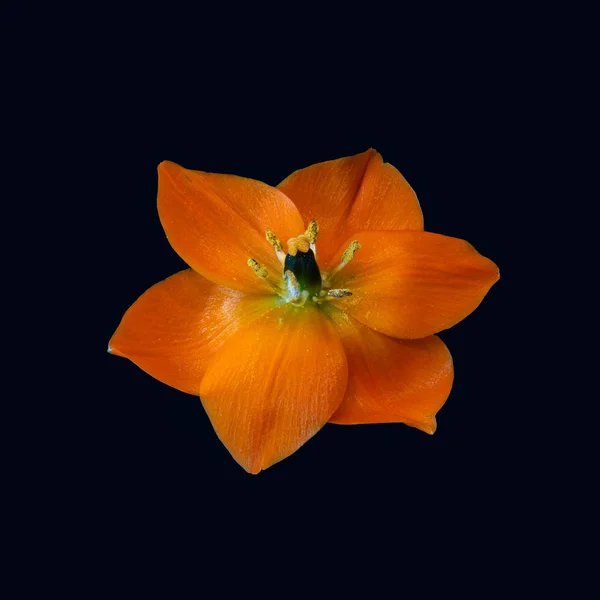 Fine Art Still Life Colorful Floral Macro Single Isolated Orange — Stock Photo, Image