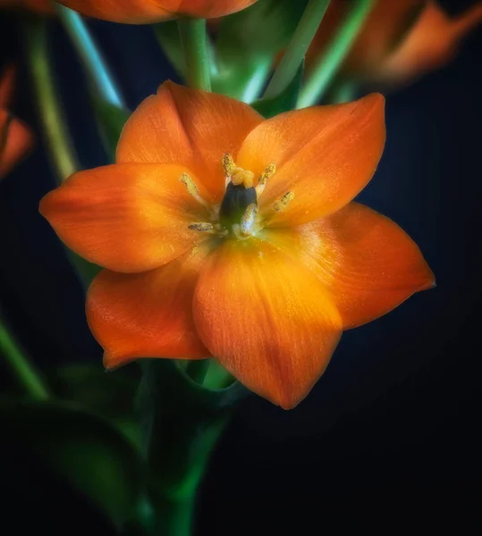 美術静物カラフルな花マクロ つの分離されたオレンジ Star Bethlehem オーニソガラムとぼやけと暗い青色の背景に緑の茎の花の花詳細テクスチャ — ストック写真