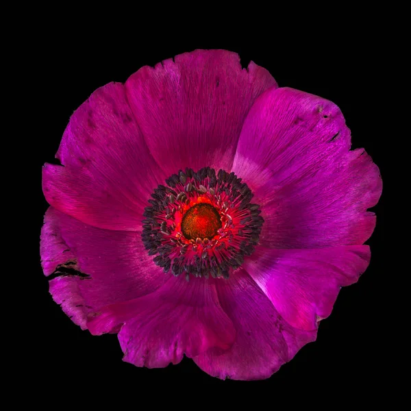 Bela Arte Ainda Vida Floral Macro Uma Única Flor Anêmona — Fotografia de Stock