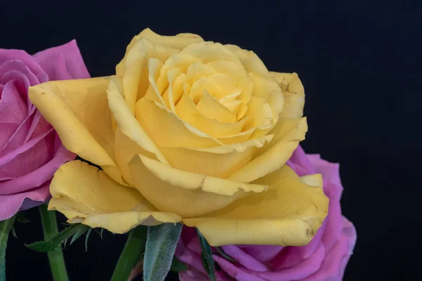 Nature Morte Macro Couleur Une Fleur Rose Jaune Vif Avec — Photo