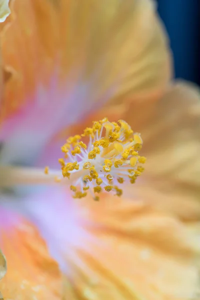 Καλών Τεχνών Νεκρή Floral Χρώματος Μακροεντολή Εικόνα Λουλούδι Ύπερο Ενός — Φωτογραφία Αρχείου