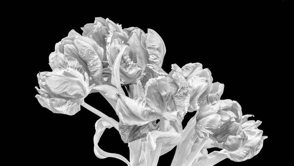 Fine art still life monochrome high key macro of a bunch / bouquet of parrot tulips blossoms with leaves  on black background 