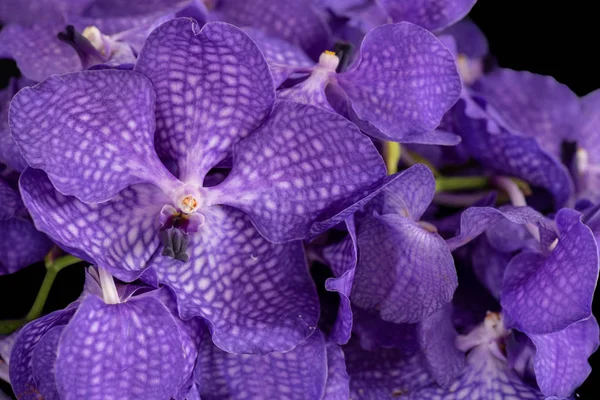 Bela Arte Ainda Cor Vida Imagem Macro Floral Buquê Flores — Fotografia de Stock