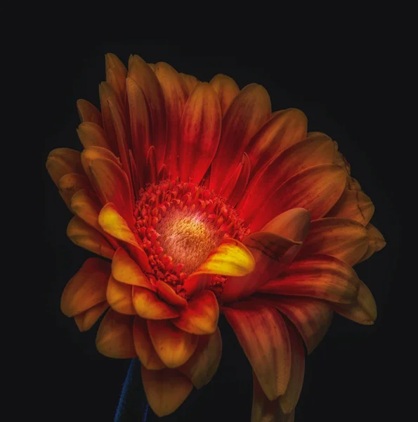 Blumenschmuck Stillleben Detaillierte Lebendige Low Key Farb Makro Einer Einzigen — Stockfoto