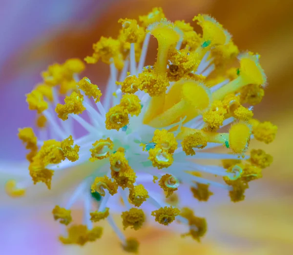 Καλών Τεχνών Νεκρή Floral Χρώματος Μακροεντολή Εικόνα Λουλούδι Ύπερο Ενός — Φωτογραφία Αρχείου