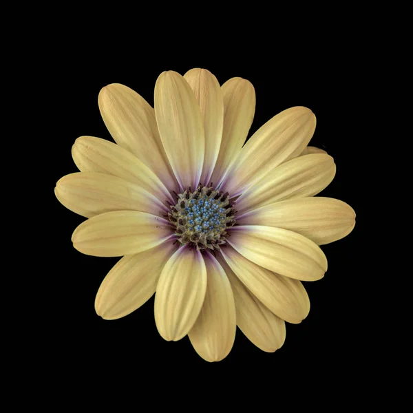 Fine art still life flower pastel colored macro image of a wide open blooming yellow african cape daisy / marguerite blossom on black background