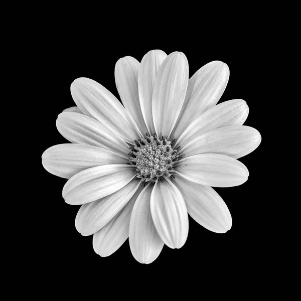 Sztuki Martwa Natura Kwiat Makro Monochromatyczne Obraz Szeroko Otwarte Daisy — Zdjęcie stockowe