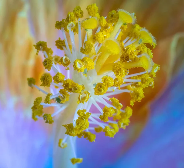 Fine Art Still Life Floral Color Macro Flower Image Pistil — Stock Photo, Image