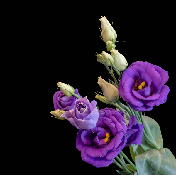 Belle Arti Natura Morta Colore Macro Mazzo Viola Blu Lisianthus — Foto Stock