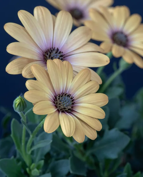 Fine art still life pastel color macro image of a wide open blooming light yellow african cape daisy / marguerite blossom on green natural background