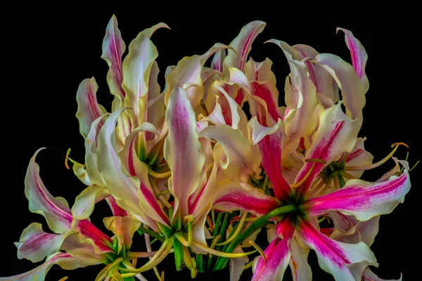 Bunte Feine Kunst Stillleben Floralen Makrobild Eines Isolierten Strauß Von — Stockfoto