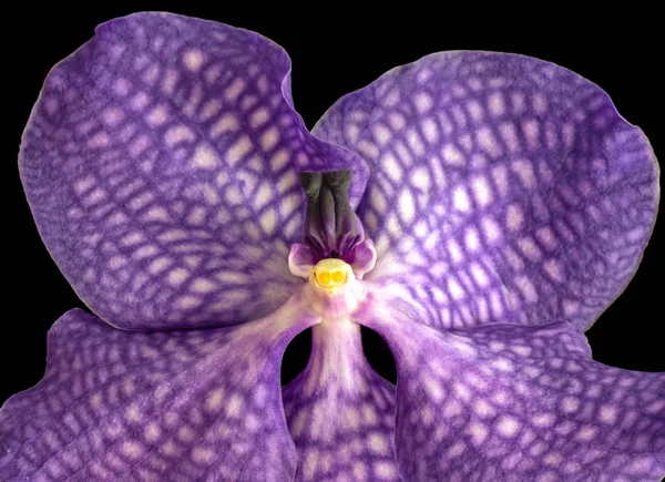Képzőművészeti Csendélet Szürreális Virág Színe Makró Képe Egy Egyetlen Elszigetelt — Stock Fotó