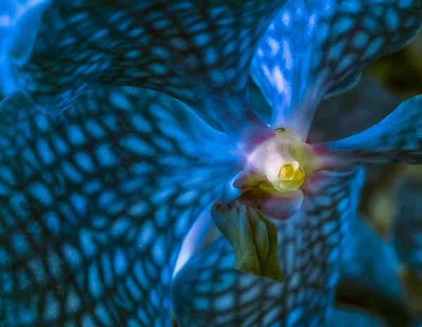 Bellas Artes Bodegón Surrealista Color Floral Macro Imagen Interior Una — Foto de Stock