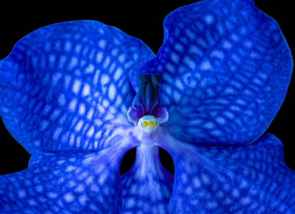 美术静止不动生活超现实的花卉色彩宏观形象的单一孤立明亮的蓝色兰花在黑色背景 — 图库照片