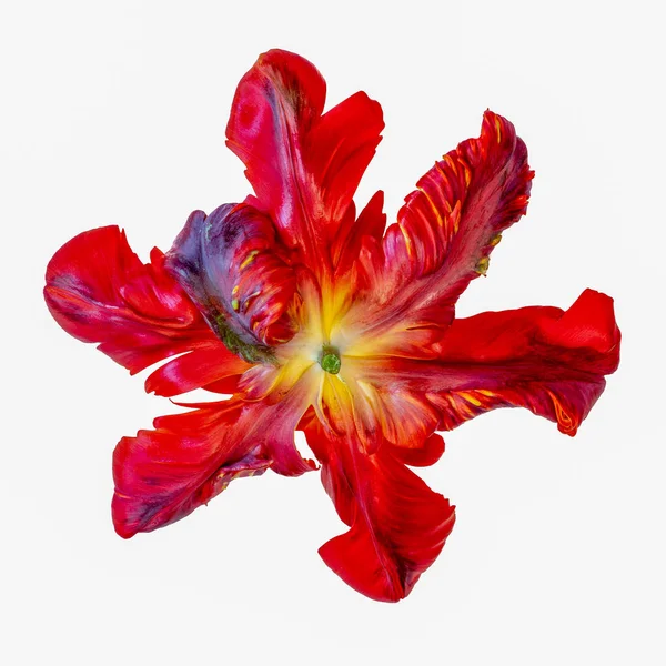 Světlé Barevné Makrofotografie Zadní Jediné Izolované Dokořán Papoušek Tulipán Květ — Stock fotografie
