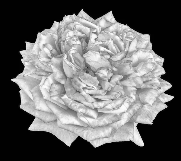 分離白の美術静物モノクロ マクロ花の写真薔薇とトップ ビューで詳細なテクスチャ 黒い背景にビンテージ絵画風の花 — ストック写真