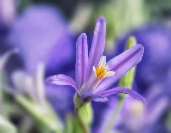 Fine Art Still Life Outdoor Flower Image Single Isolated Violet — Stock Photo, Image