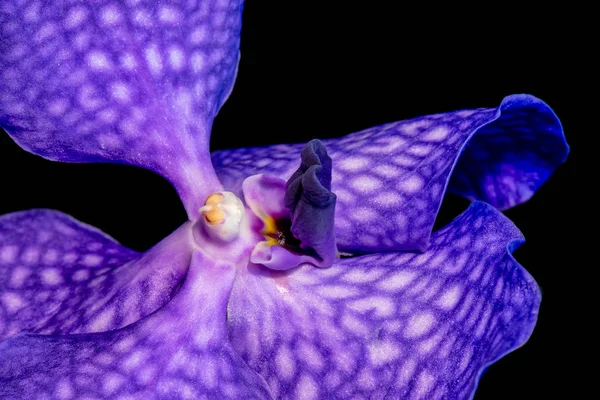 Bellas Artes Bodegón Surrealista Color Floral Macro Imagen Interior Una —  Fotos de Stock