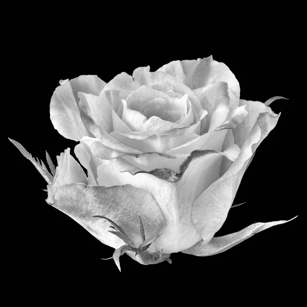 Monochrome Fine Art Nature Morte Floral Macro Fleur Image Une — Photo
