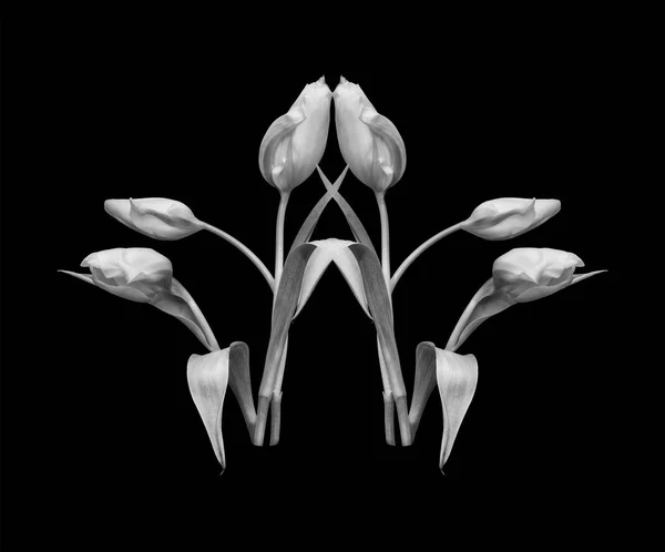 Изобразительное Искусство Натюрморт Монохромный Макрос Шести Цветущих Белых Тюльпанов Черном — стоковое фото