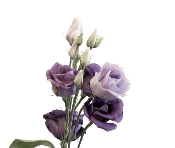 Belle Nature Morte Alta Chiave Pastello Colore Macro Mazzo Viola — Foto Stock